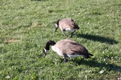 IMG_8972