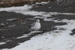 IMG_6370