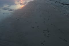 IMG_0795