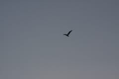IMG_0859