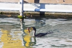 IMG_6723