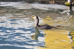 IMG_6724
