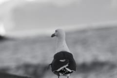 IMG_6746_1