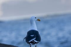 IMG_6747
