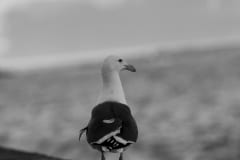 IMG_6747_1