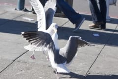 IMG_6786