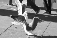 IMG_6786_1